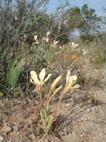 Lapeirousia fabricii early or late